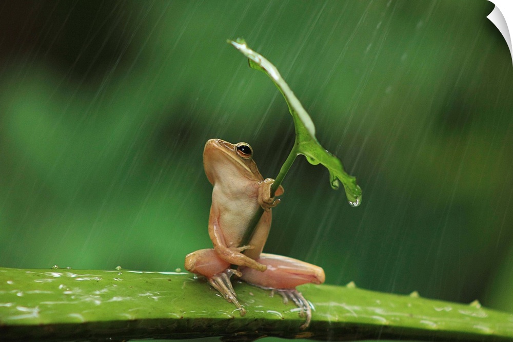 A small frog holding a leaf like an umbrella.