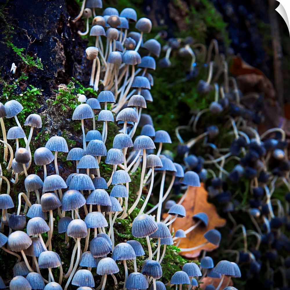Tiny blue mushrooms growing in the crook of a tree.