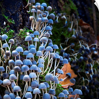 Fungi Multitude