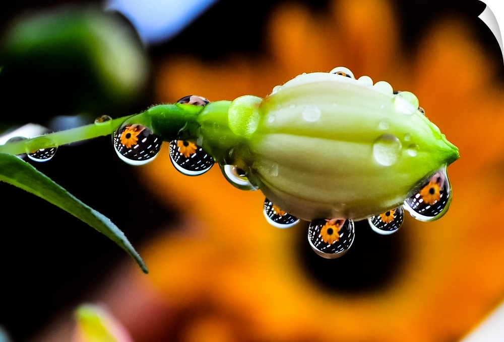 fushia flower with rain drops with reflections of another flower along its edges