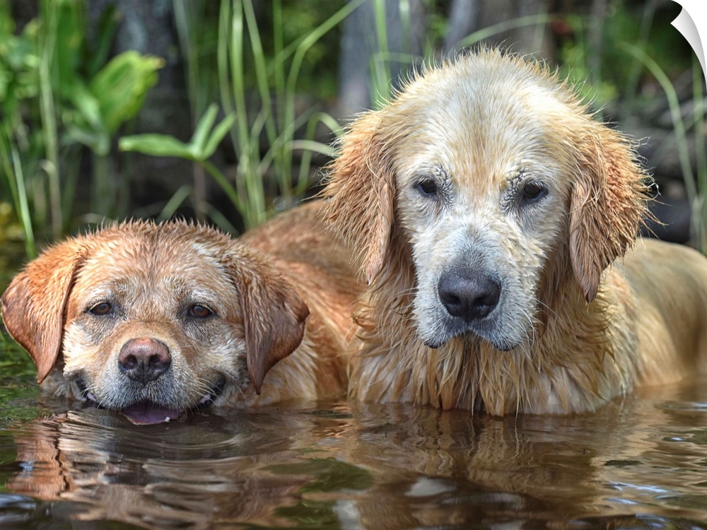 Two golden retrievers with dirty, wet fur from jumping in the water.