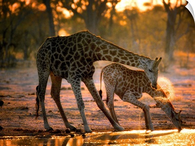 Giraffe Drinking at Sunset