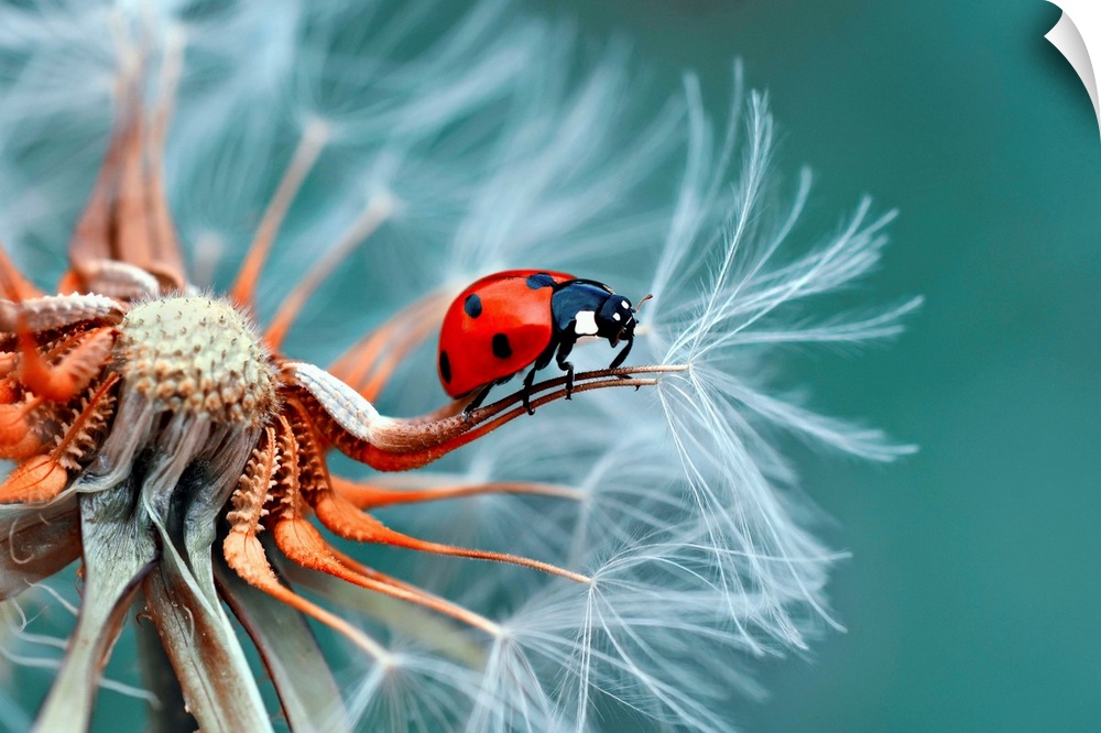 A bright red ladybug on the edge of a dandelion seed.