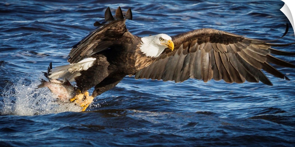 A Bald Eagle flies down to the water to catch fish.