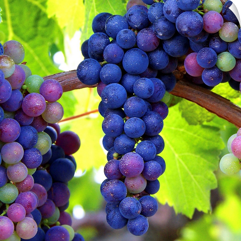 Bunches of grapes hanging on the vine.