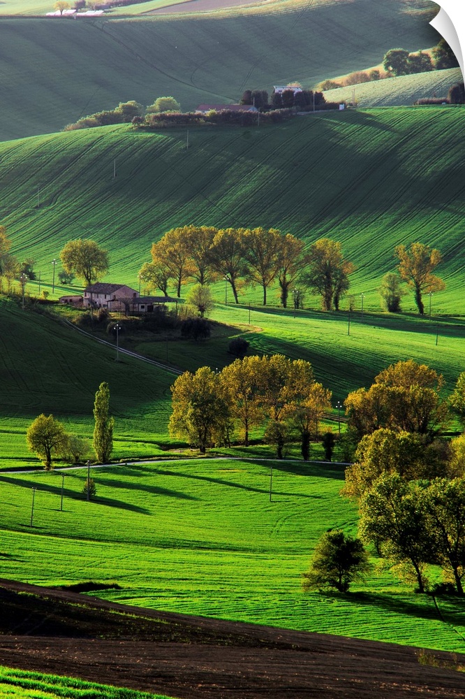 Verdant hills in the countryside, Marche Region, Italy.