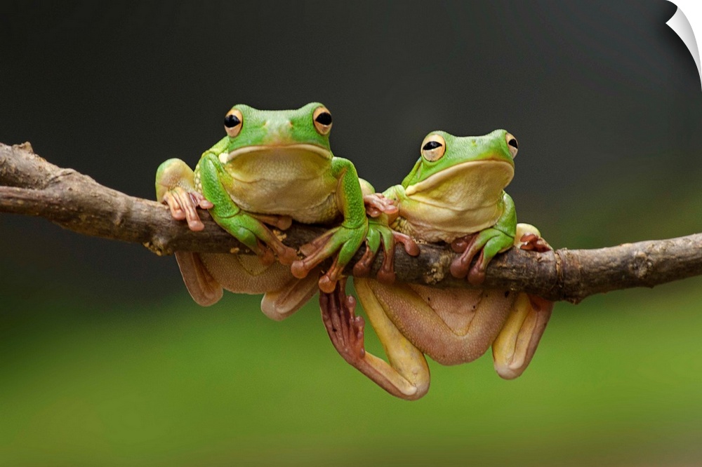 Two green tree frogs sharing a branch.