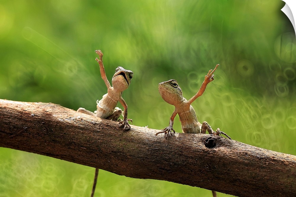 Two small lizards on a branch with their arms up in the air.