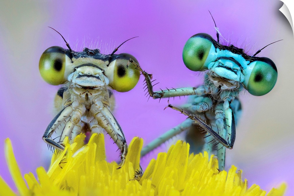 A couple of damselfly sharing a wild flower.