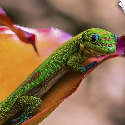 Hawaiian Gecko