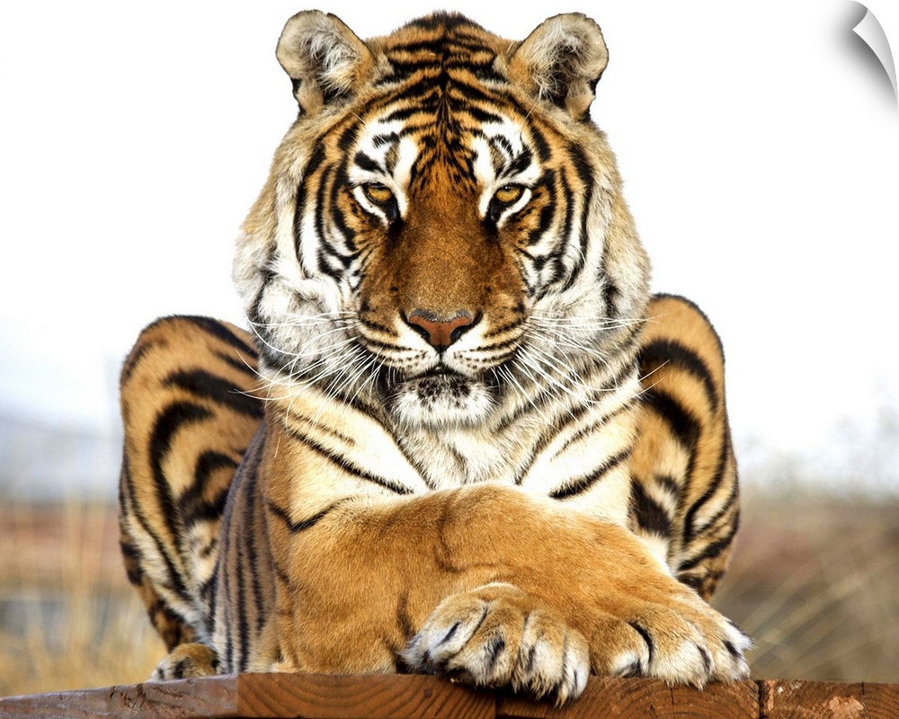 A Bengal Tiger striking a regal pose.