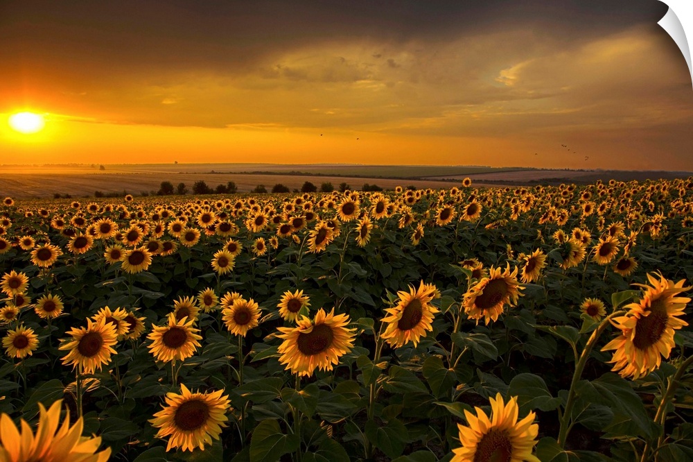 Very beautiful and dramatic sunset sunflower field.