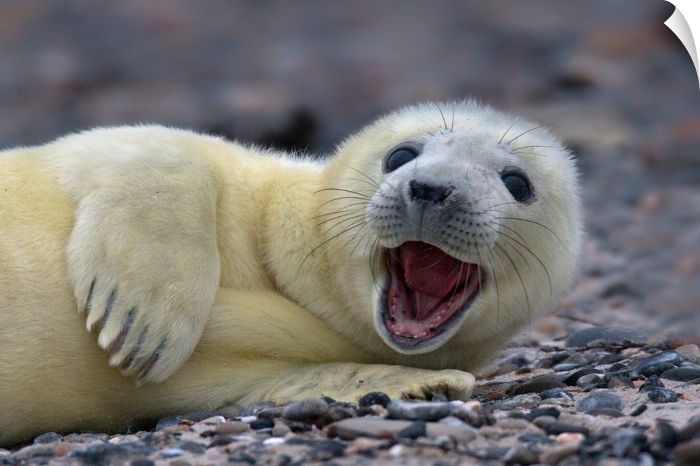 A young gray seal cub with white fur, smiling on the beach.