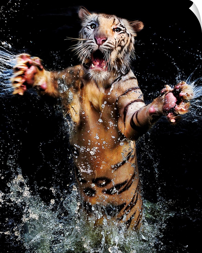 A tiger leaping out of the water with its arms outstretched.
