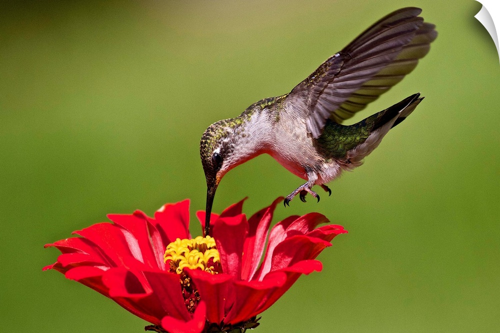 Hummingbird feeding at red and yellow Zinnia.