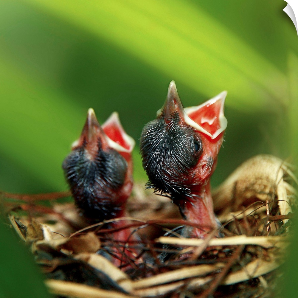 Fine art photograph of baby birds in a nest waiting for their mother to return with food.