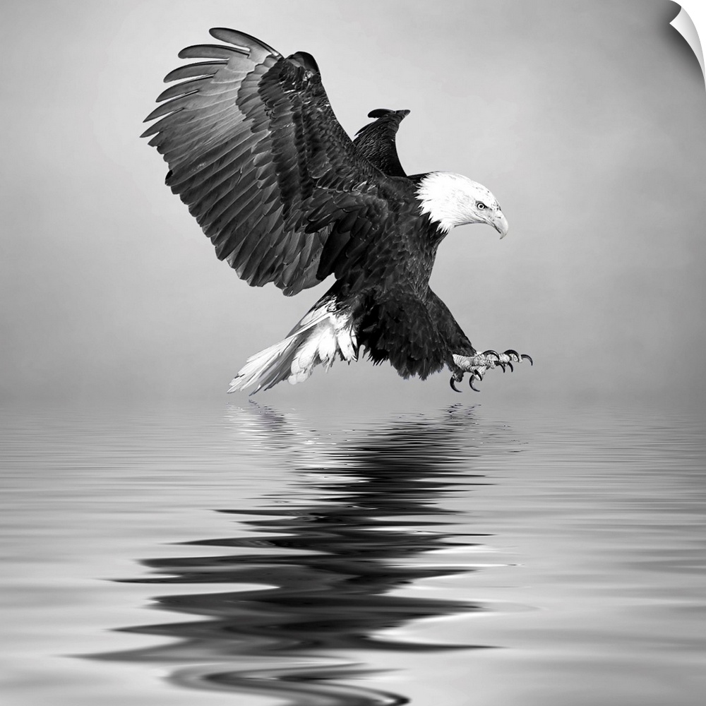 Black and white image of a Bald Eagle swooping down to the water.