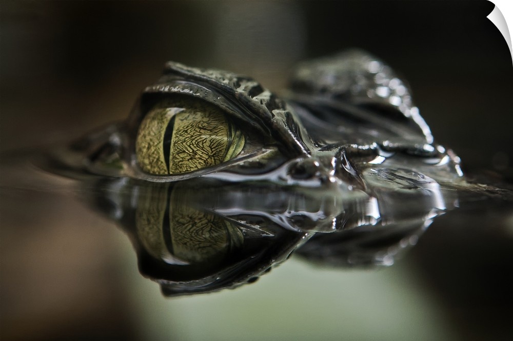 The eyes of a Caiman just visible above the water's surface.