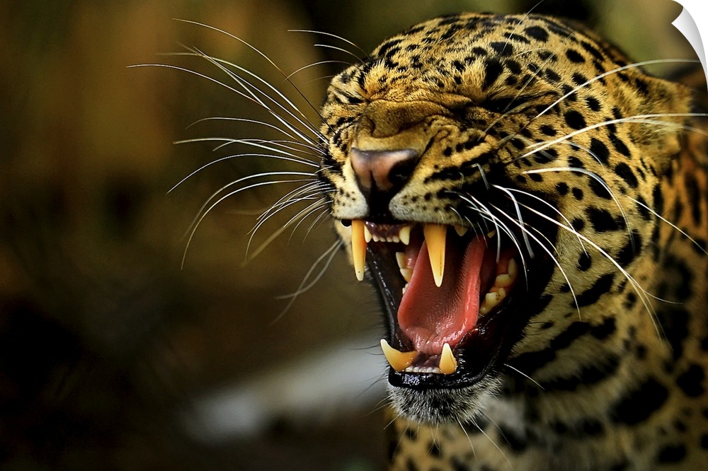 Portrait of a leopard snarling.