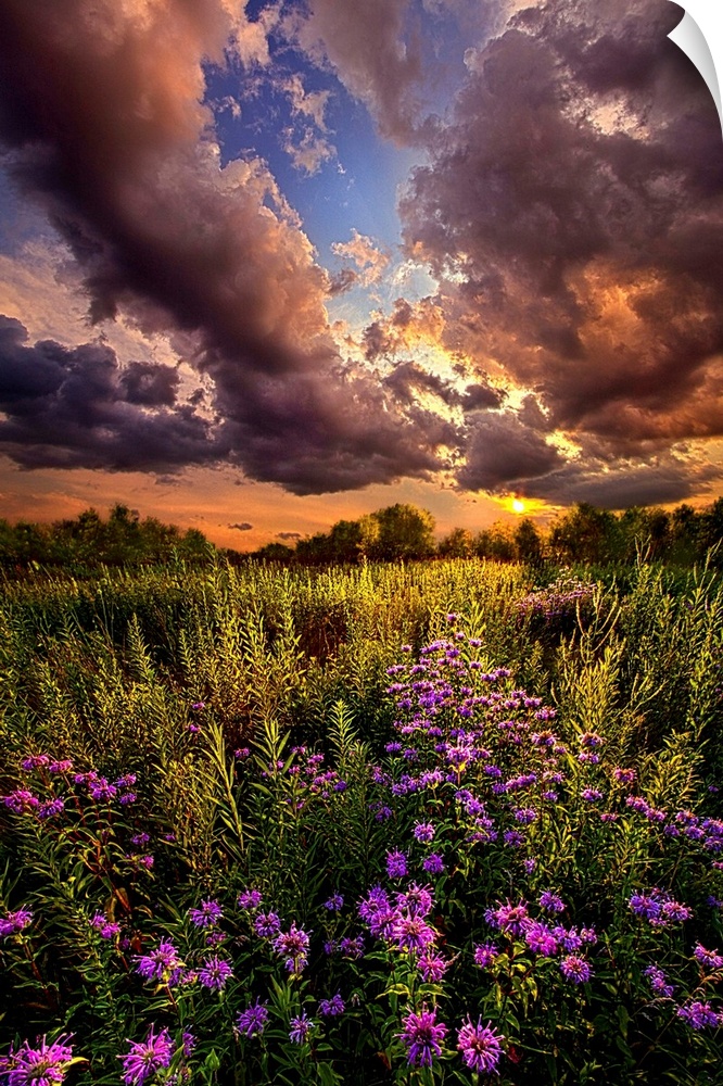 Large clouds over wildflowers in a field at sunset, Wisconsin.