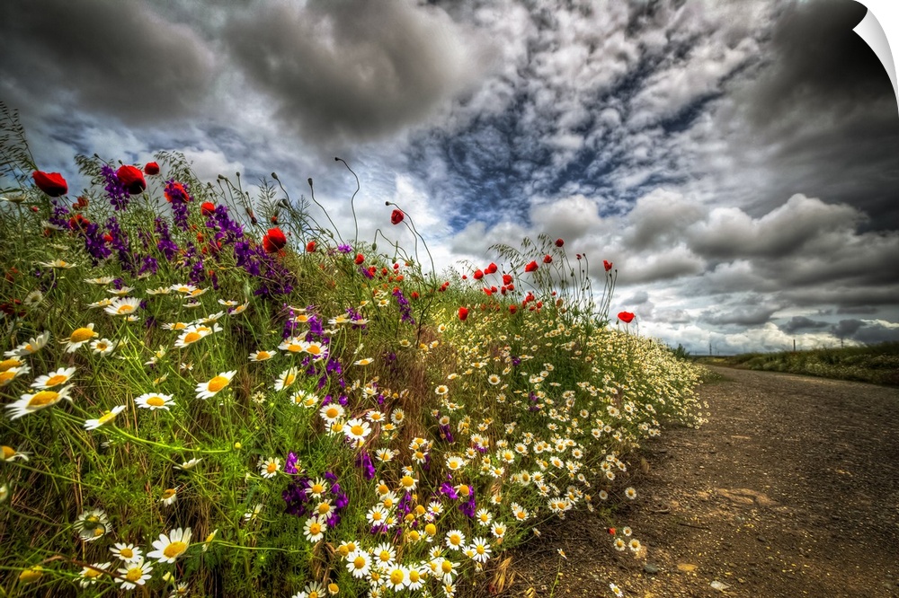 Spring flowers under a cloudy sky.