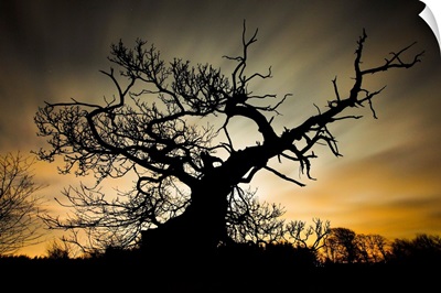 Isolated Silhouette Tree