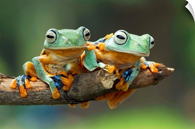 Javan Gliding Tree frogs