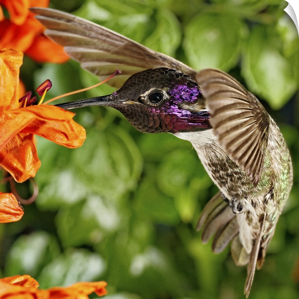 Costa's Hummingbird on Cape Honeysuckle.