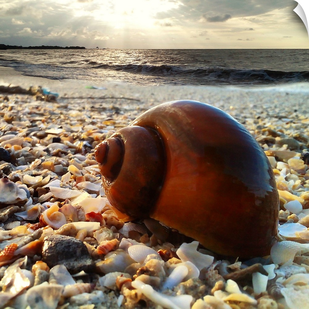 A large shell on the beach, Indonesia.