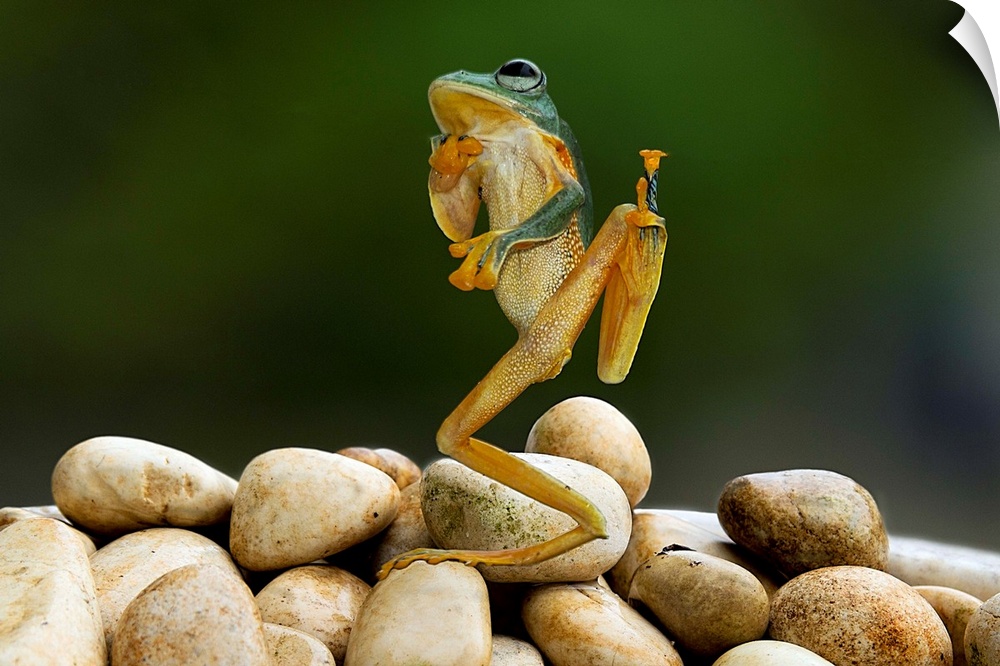 A tree frog appearing to strike an amusing pose.