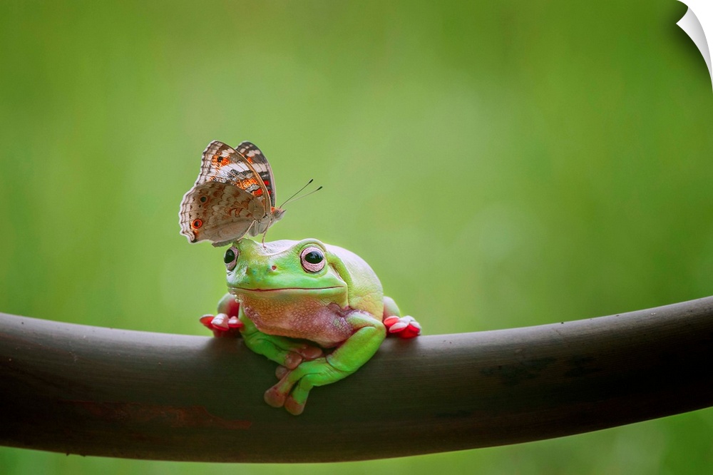 A tree frog appears undisturbed by a butterfly on its head.