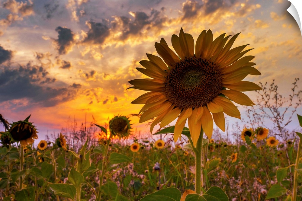 A sunflower with dramatic lighting from the setting sun and a cloudy sky.