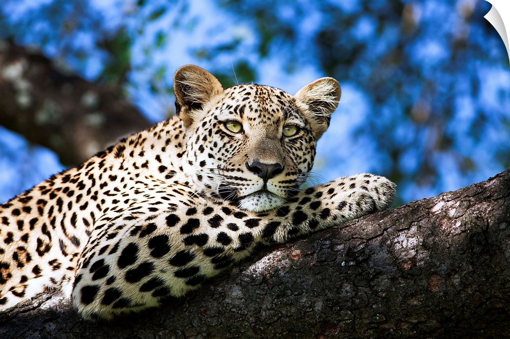 Leopard resting in a tree, under a blue sky.