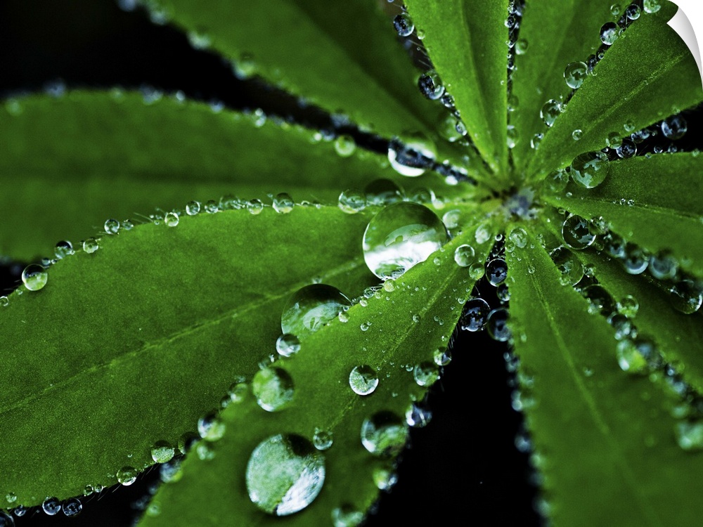 Raindrops on a Lupin leaf.
