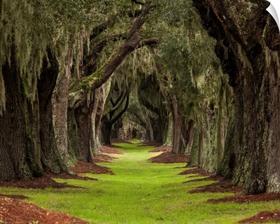 Long Path Through The Oaks To An Unknown Destination