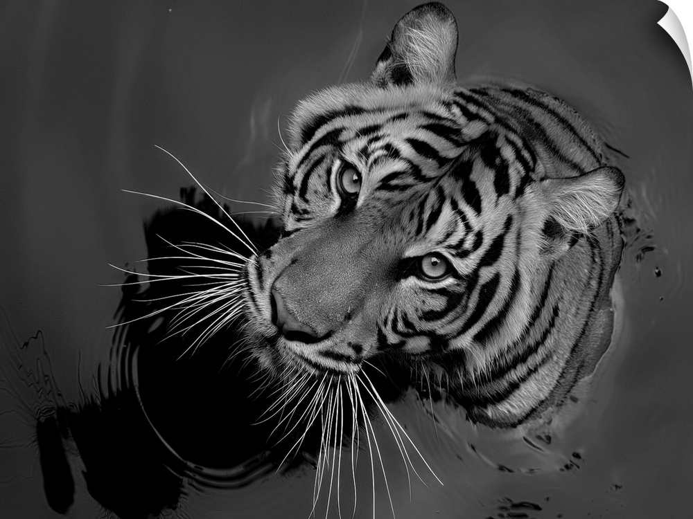Black and white portrait of a tiger sitting in water.