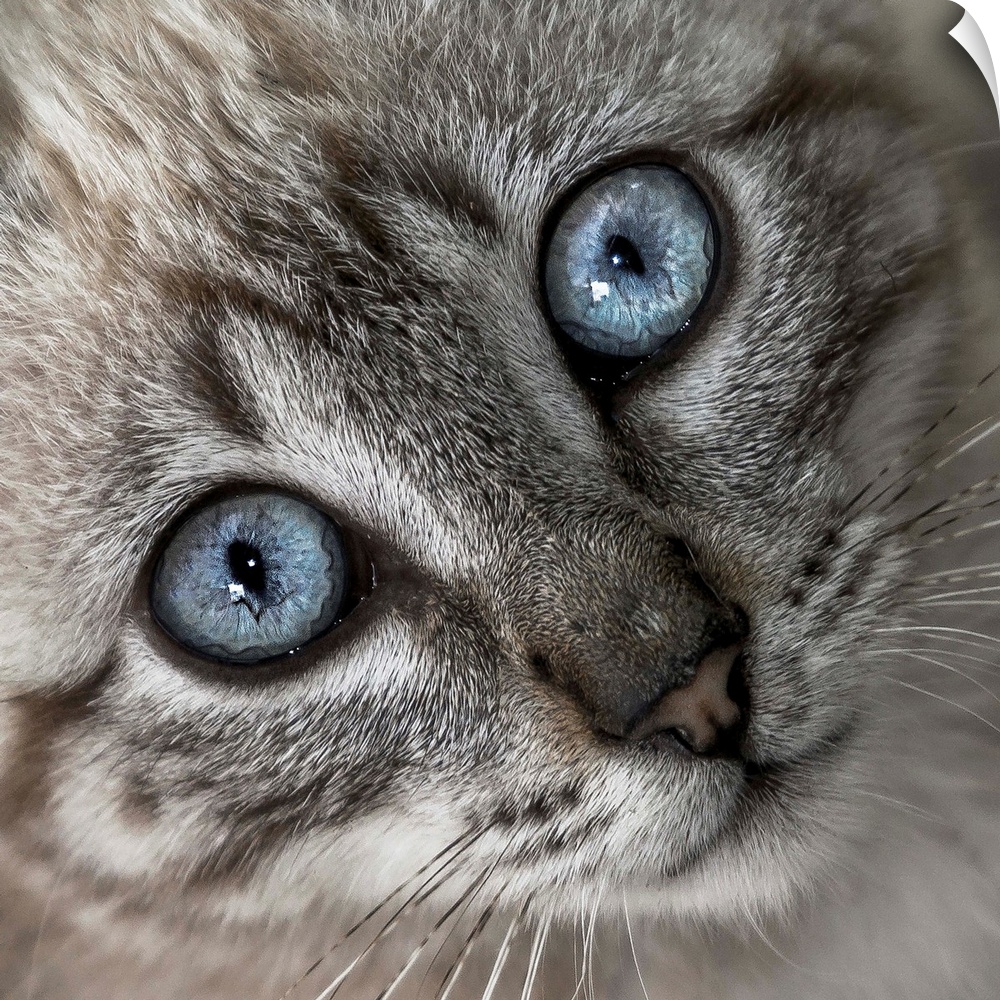 A little grey kitten with bright blue eyes.
