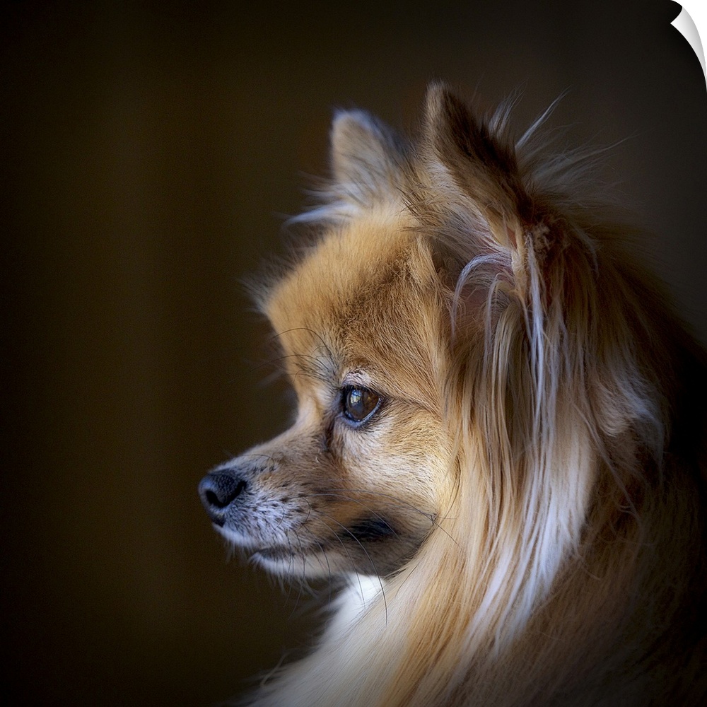 Natural light image of a Pomeranian looking at the world go by.