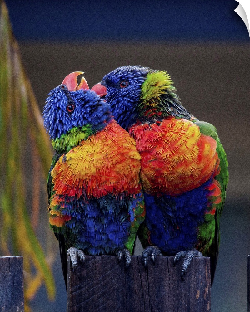 Two colorful Lorikeets preening each other, a sign of affection.