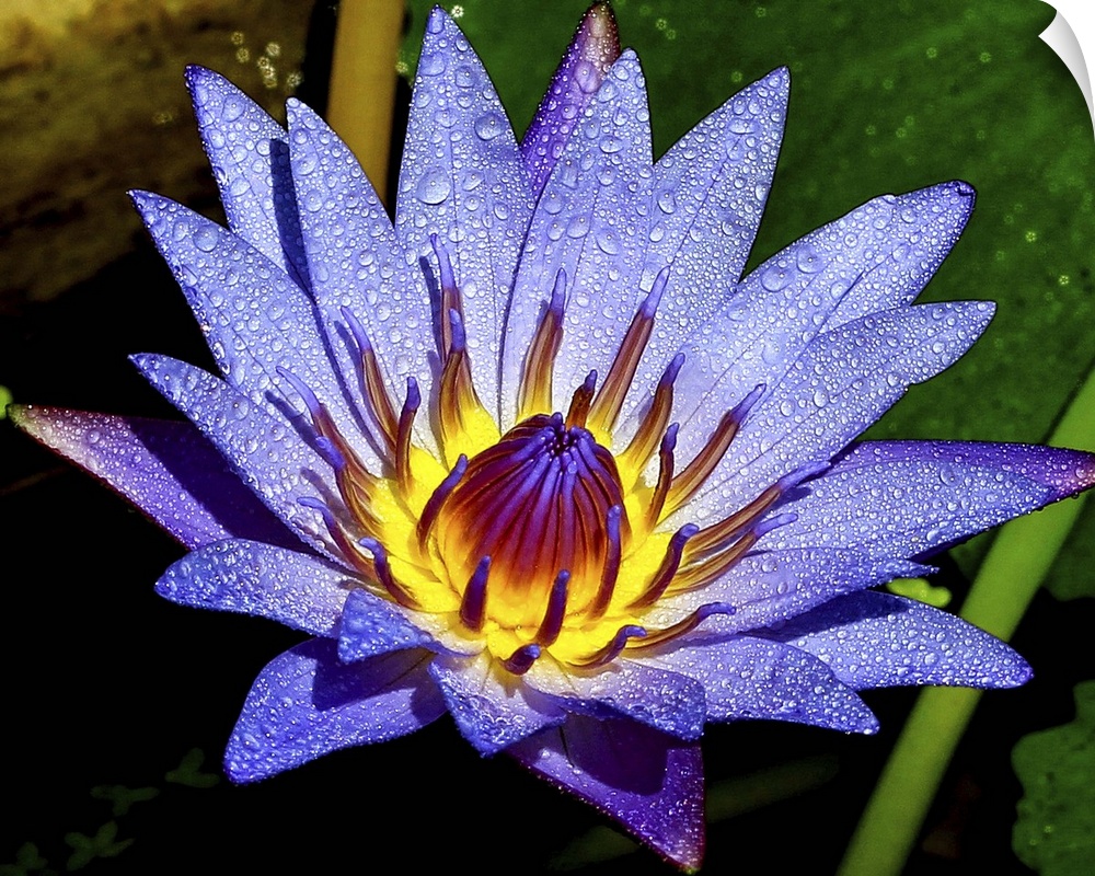 A full bloom lotus.