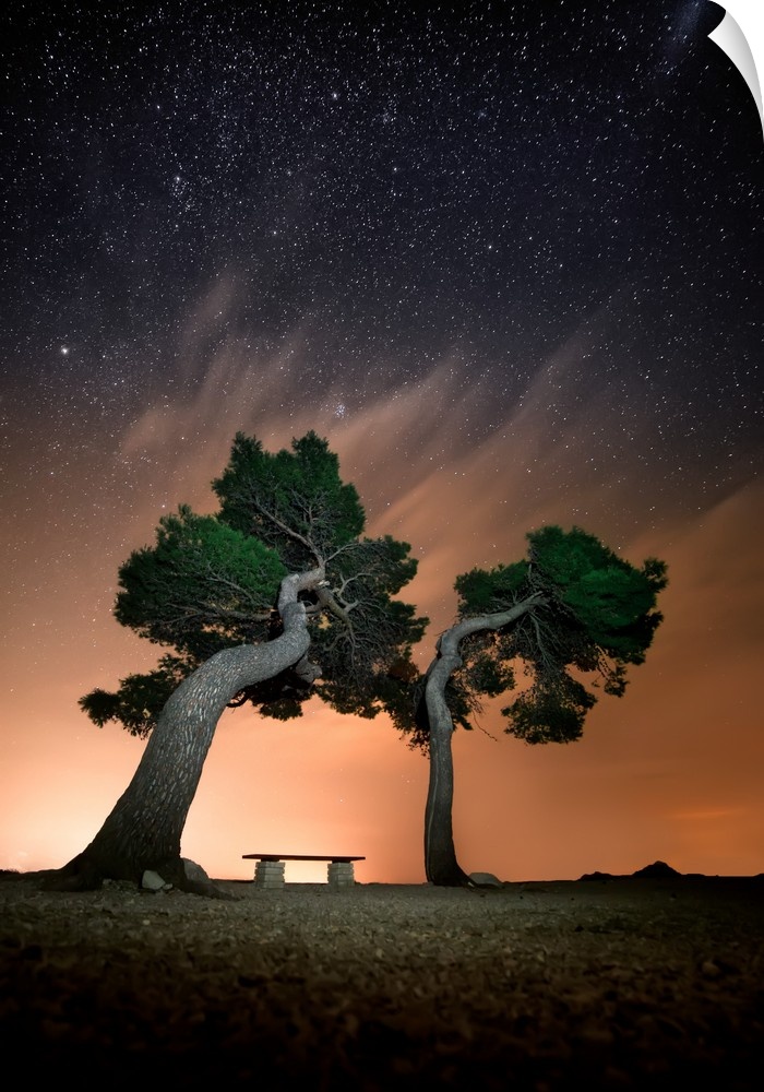 A lone bench between two large trees under the night sky.