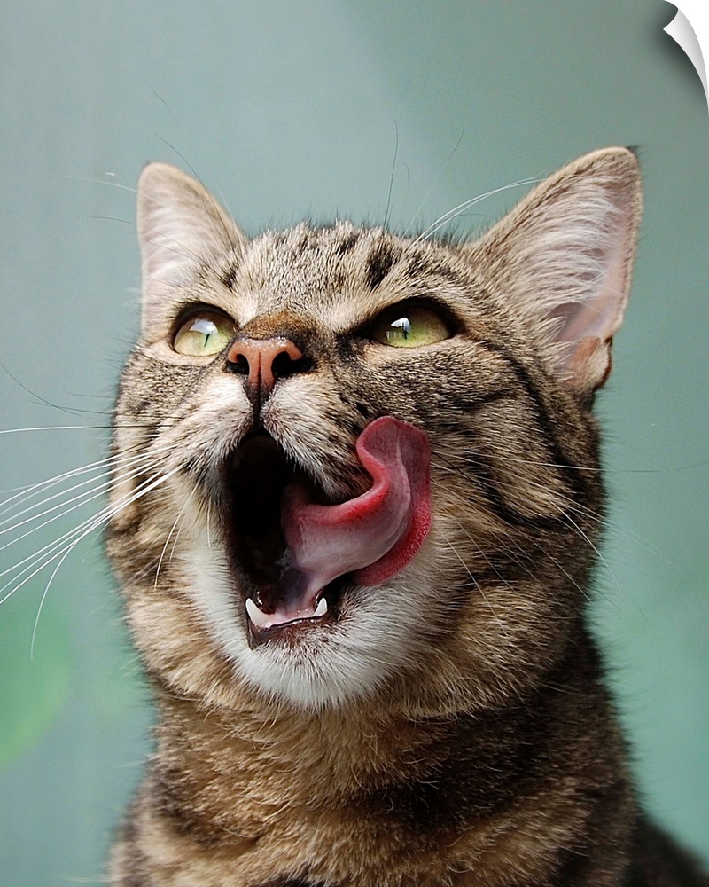 A cute tabby cat licks its chops.