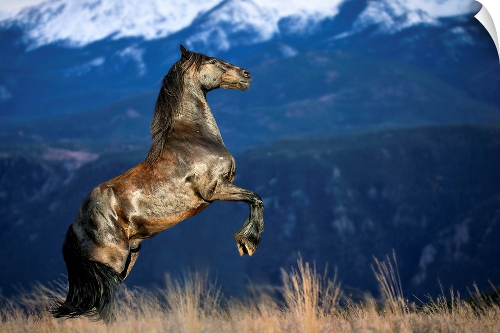 Friesian horse in the Colorado Rockies.