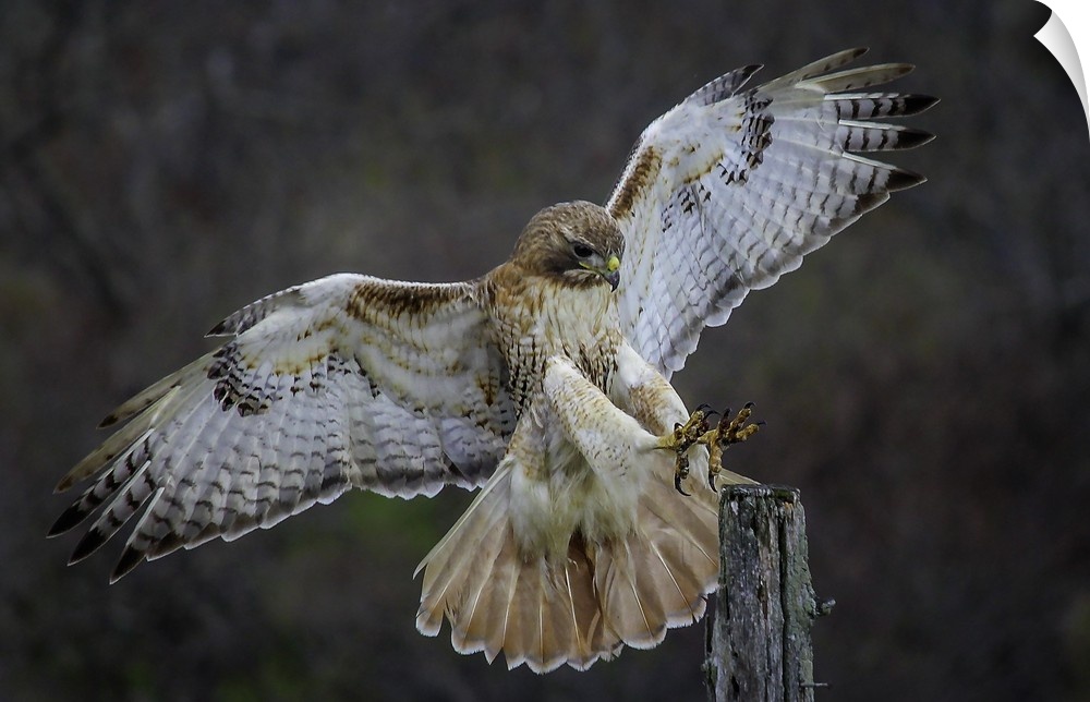 A hawk showing off its beautiful wings as it lands on a branch.