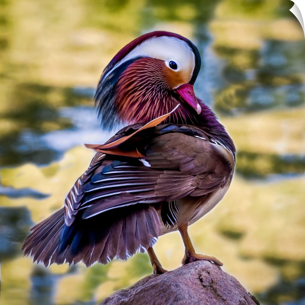 A lovely male Mandarin Duck tanding and displaying on a rock.