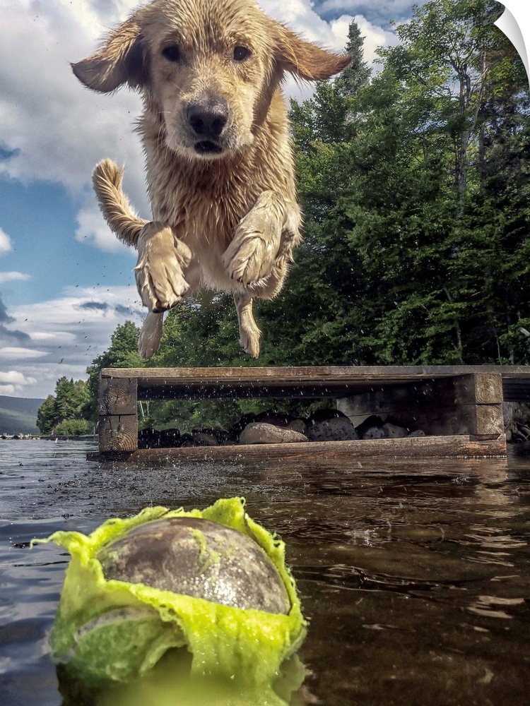 A retriever jumping into a lake after a chewed up tennis ball.