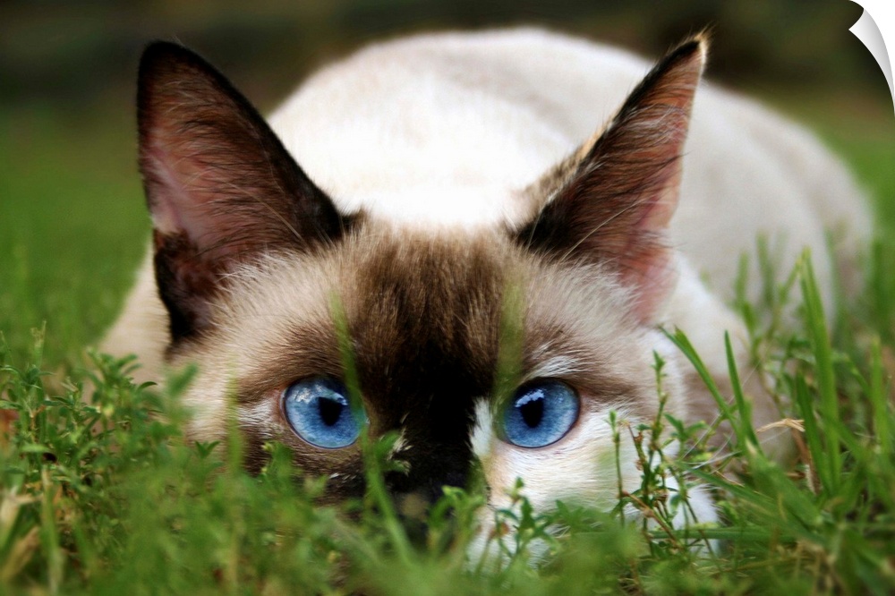 A cute cat hides in the grass.