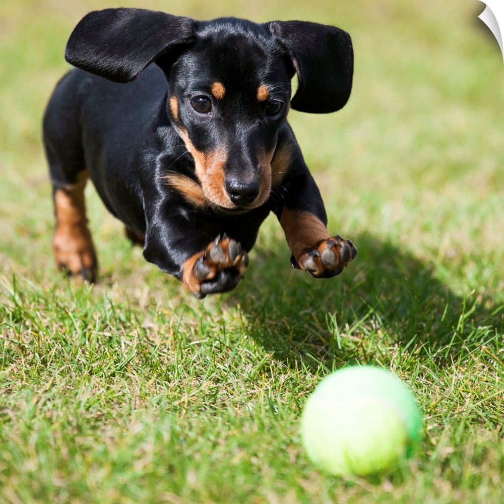 A black dachshund chases after a tennis ball.