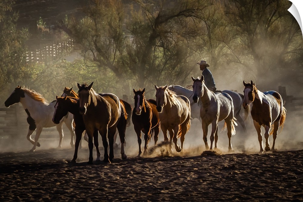 Red Cliffs Lodge on the Colorado River, near Moab, Utah, just after sunrise as the horses were being rounded up for the mo...
