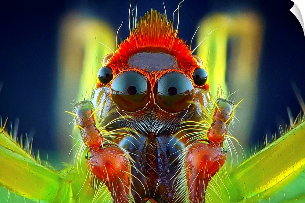 Macro image of a colorful spider, with its large eyes visible.